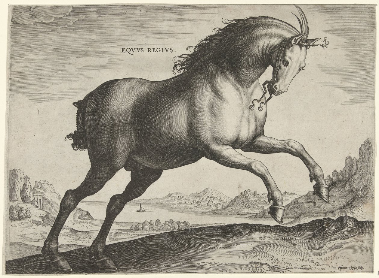 Az Equus Regius (a királyi) fajtájú ló Eqvvs Regivs (cím az objektumon) Lófajták az osztrák Don Juan királyi istállójából (sorozat címe) Equile Ioannis Austriaci Caroli (sorozat címe) alkotó: Hieronymus Wierix