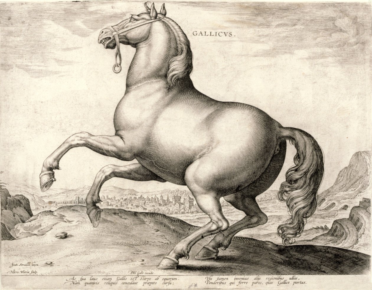 Gallicus a Lovak sorozatból az osztrák Don Juan istállójából (metszet a szövésre) alkotó: Hieronymus or Jerome Wierix