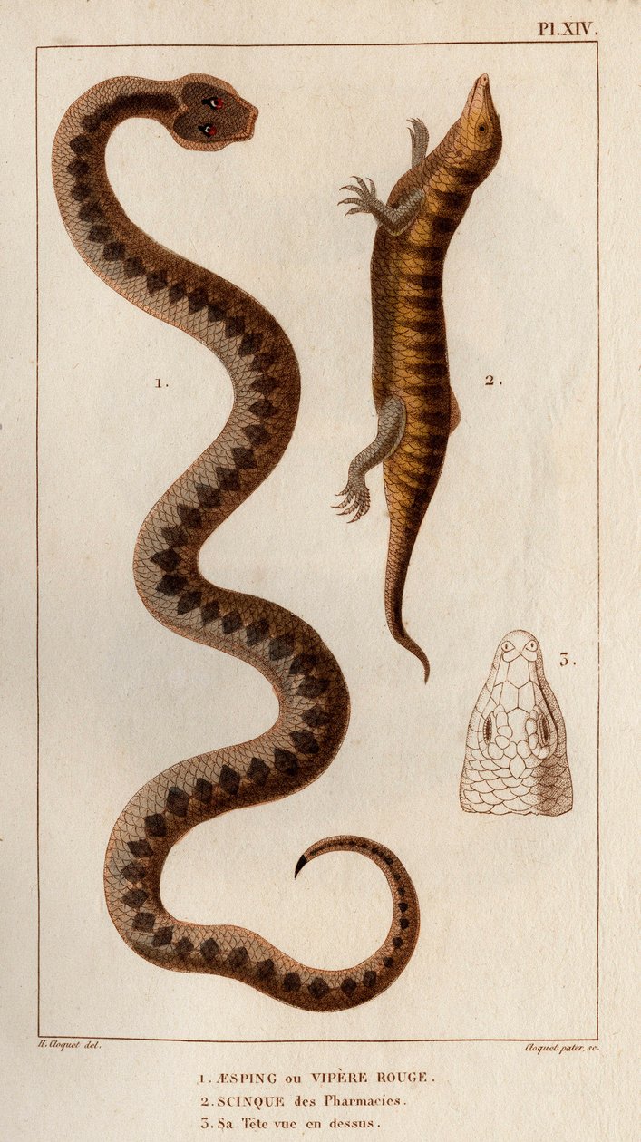 Aesping vagy Red Vipere, Skink a gyógyszertárakból, a feje fent látható." Fauna des Mdecins vagy az állatok és termékeik története, Hippolyte Cloquet” – 6. kötet – 1825. alkotó: Hippolyte Cloquet
