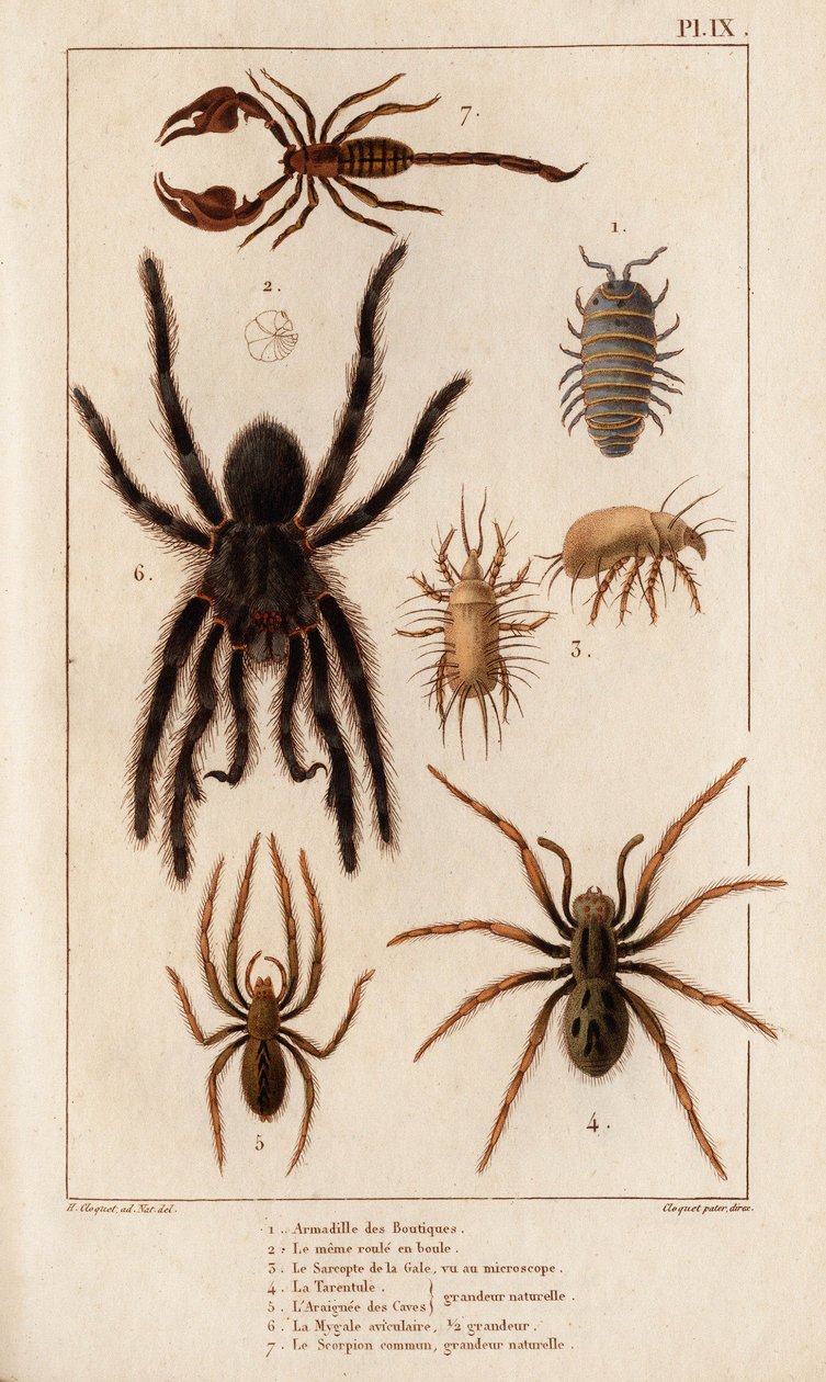 A boltok Amardille-ja, a rühesek Sascopte-ja, a Tarantula, a barlangok Araignee, a Mygale, a Skorpió. alkotó: Hippolyte Cloquet