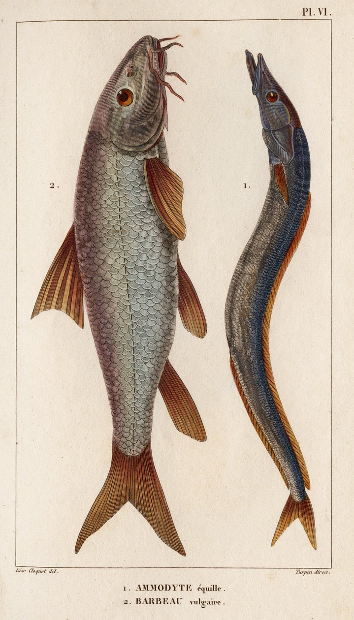 Ammodyte equille és vulgáris Barbeau.” „Fauna des Mdecins vagy az állatok és termékeik története, Hippolyte Cloquet” – 6. kötet – 1825. alkotó: Hippolyte Cloquet