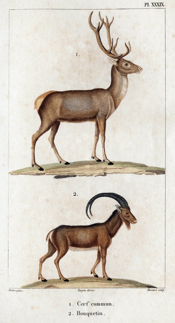 Közönséges szarvas és kőszáli kecske.” „Fauna des Mdecins vagy az állatok és termékeik története, Hippolyte Cloquet” – 6. kötet – 1825. alkotó: Hippolyte Cloquet
