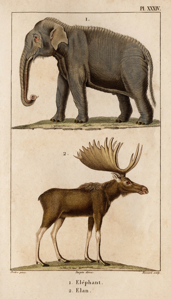 Elefánt és Elan.” „Fauna des Mdecins vagy az állatok és termékeik története, Hippolyte Cloquet” – 6. kötet – 1825. alkotó: Hippolyte Cloquet