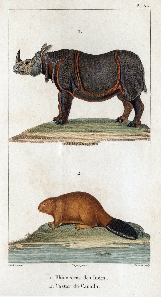 India Rhinoceros and Canadian Beaver.” Fauna des Médecins ou histoire des animaux et de leurs produits par Hippolyte Cloquet” - Volume 6 - 1825.   1404371   hu       hungarian Successfully Translated  Original: Parable of the Good Samaritan (engraving) Tra alkotó: Hippolyte Cloquet