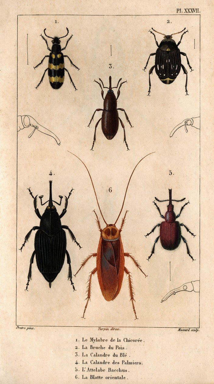 A cikória Mylabra, a borsó zsizsik, a búzarács, a pálmarács, a Hitch Bacchus, a keleti csótány a „” Fauna des Médecins ou histoire des animals et de ses produits par Hippolyte Cloquet” című könyvében” – 6. kötet – 1825. alkotó: Hippolyte Cloquet