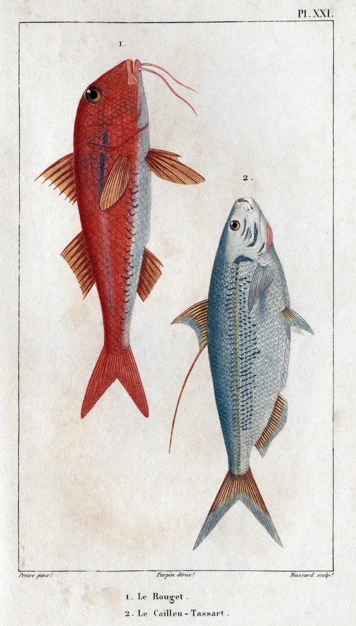 A Rouget és a Caillou-Tassart (Caillou Tassart). A „Fauna des Medecins vagy az állatok és termékeik története, Hippolyte Cloquet” című könyvében – 6. kötet – 1825. alkotó: Hippolyte Cloquet