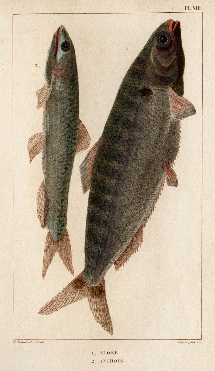 Shad and Anchovies.” „Fauna des Mdecins vagy az állatok és termékeik története, Hippolyte Cloquet” – 6. kötet – 1825. alkotó: Hippolyte Cloquet