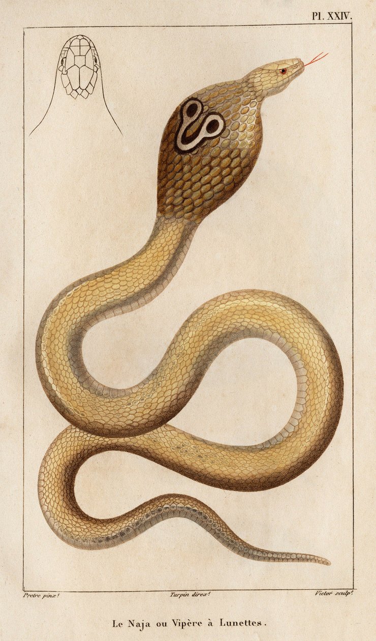 A Naja vagy a vipera szemüveges.” „Fauna des Mdecins vagy az állatok és termékeik története, Hippolyte Cloquet” – 6. kötet – 1825. alkotó: Hippolyte Cloquet