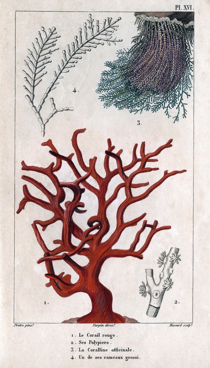 A Vörös Korall, annak Polypiers, a Coralline officinale, az egyik durva ág. in "" A dokkok faunája vagy az állatok és termékeik története, Hippolyte Cloquet" - 6. kötet - 1825. alkotó: Hippolyte Cloquet