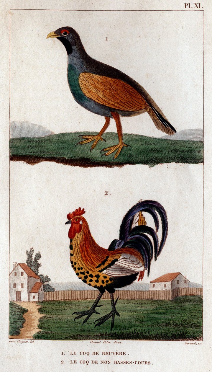 Bruyere kakasa és alacsony pályáink kakasa.”” Fauna des Mdecins avagy állatok és termékeik története, Hippolyte Cloquet” – 6. kötet – 1825. alkotó: Hippolyte Cloquet