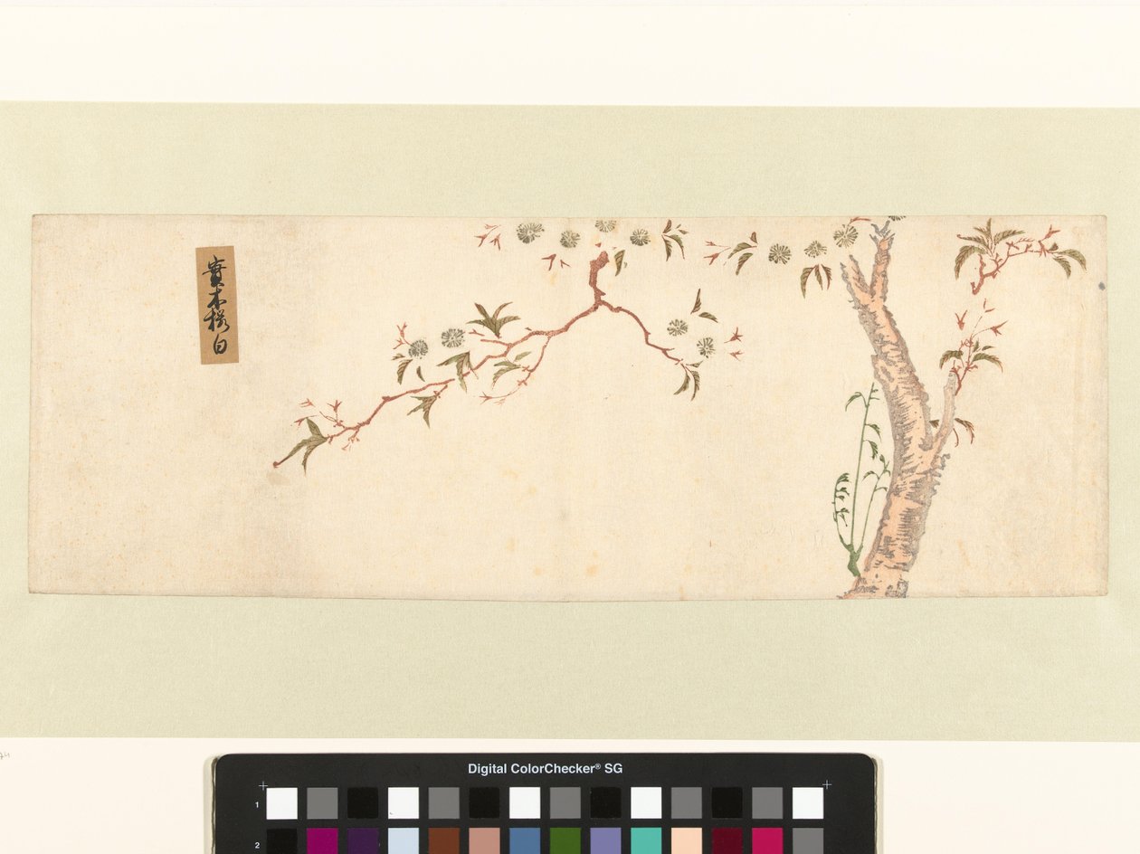 Virágzó cseresznyefa alkotó: Hiroshige (I) , Utagawa (attributed to)