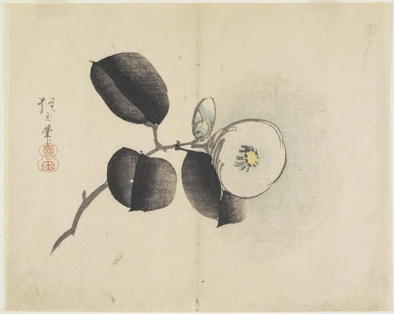 (Kaméliavirág és bimbó), c. 1830 alkotó: Hogyoku