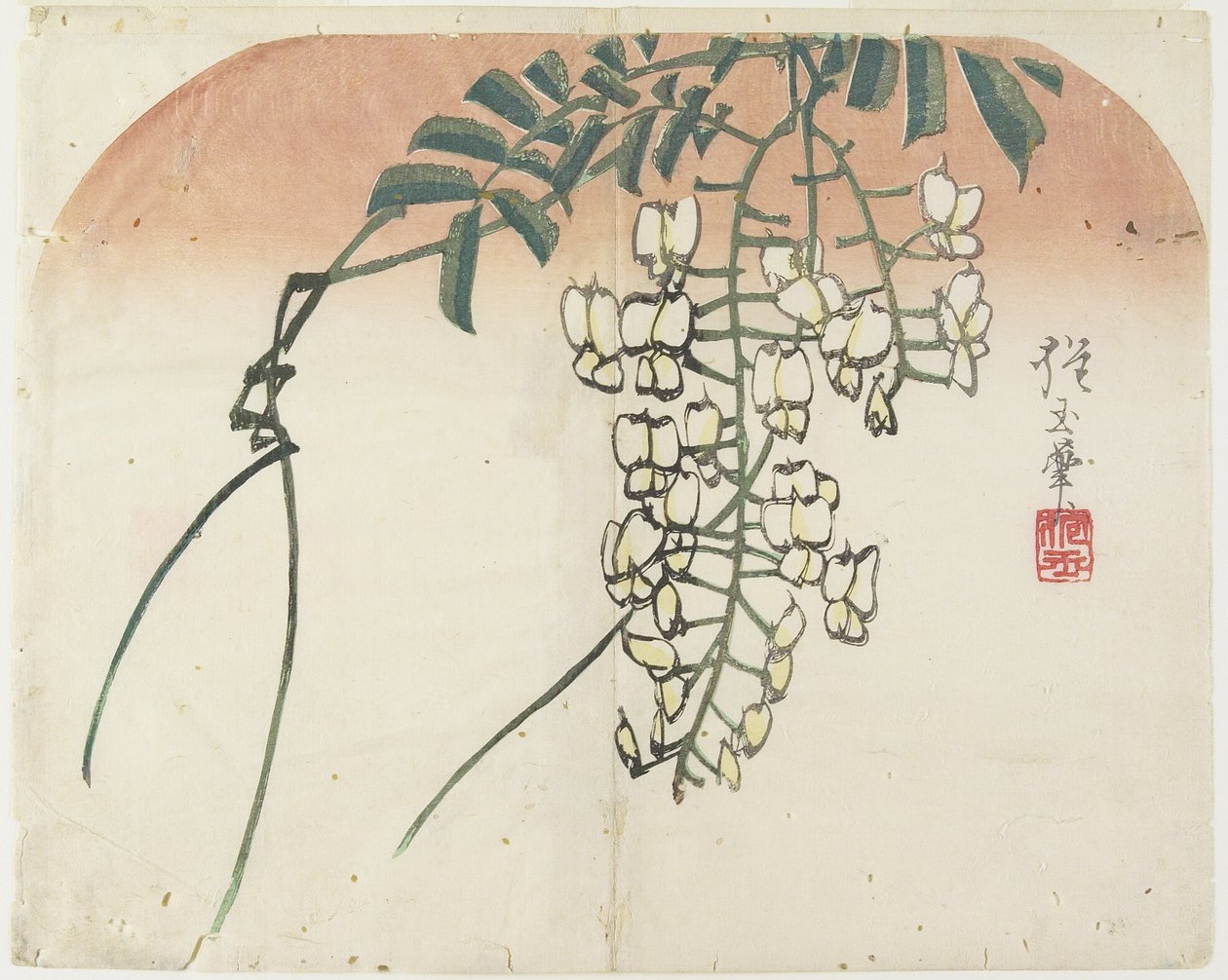 (Fehér Wisteria), c. 1830 alkotó: Hogyoku