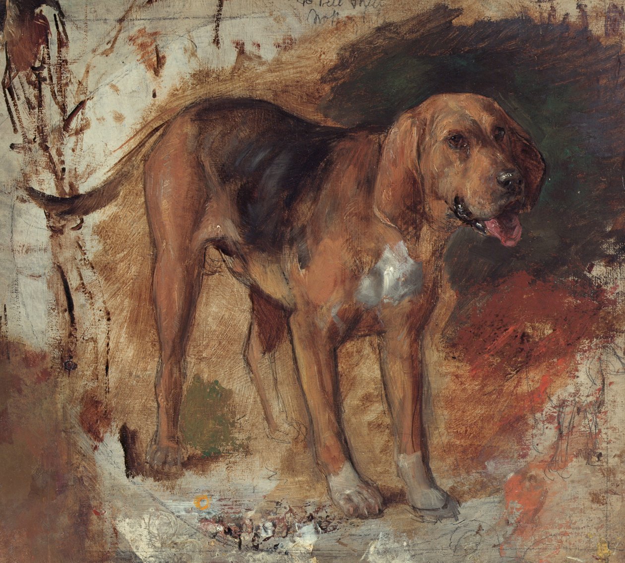 Vérkutya tanulmányozása alkotó: William Holman Hunt