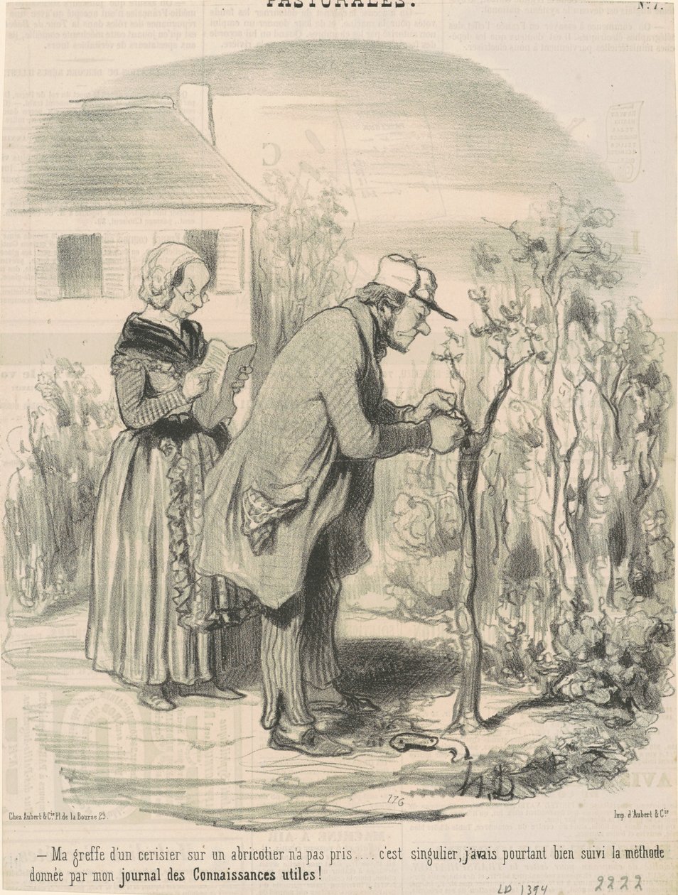 A cseresznyefa kajszibarackra való oltása nem tartott... alkotó: Honoré Daumier