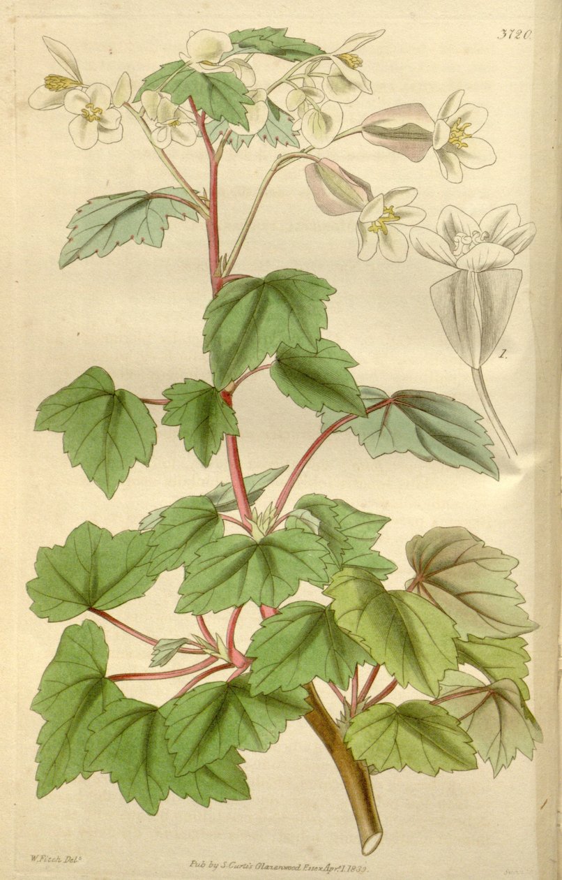 Begonia dregei mint Begonia parvifolia Graham alkotó: Hooker