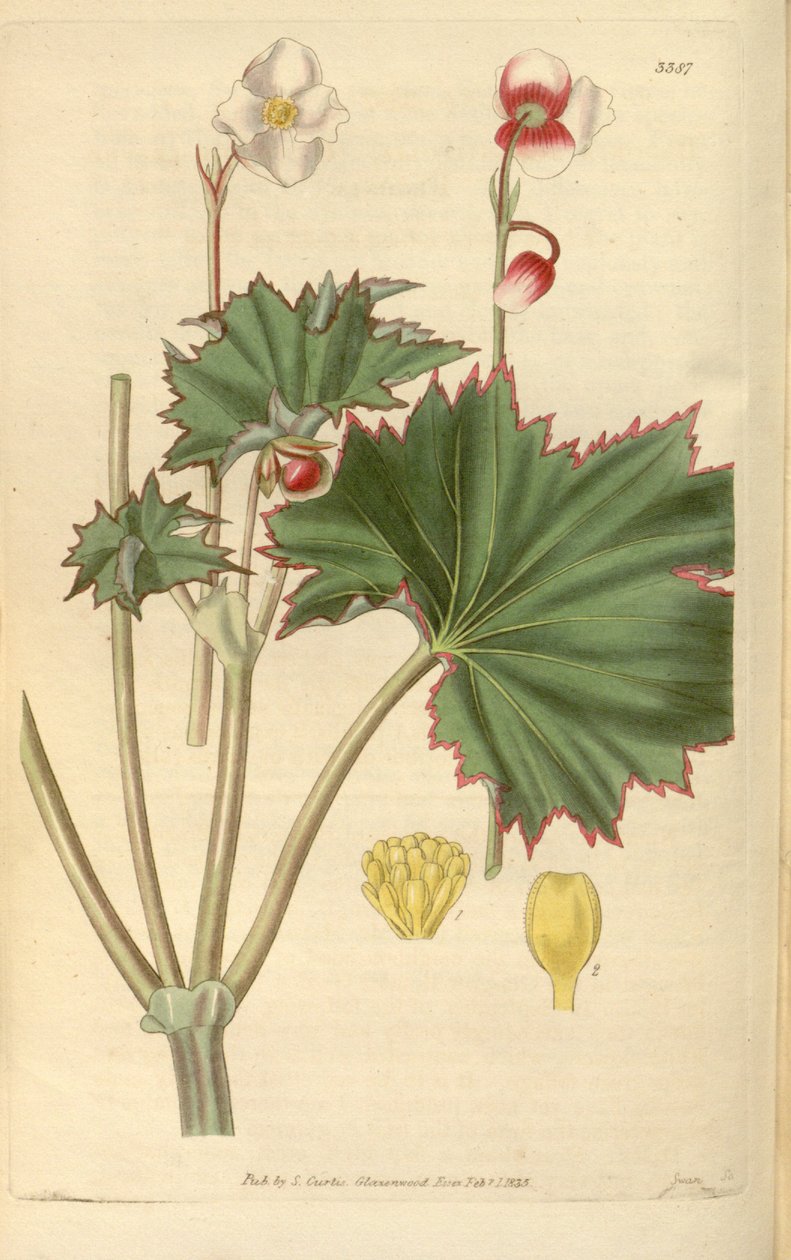 Begonia geraniifolia alkotó: Hooker