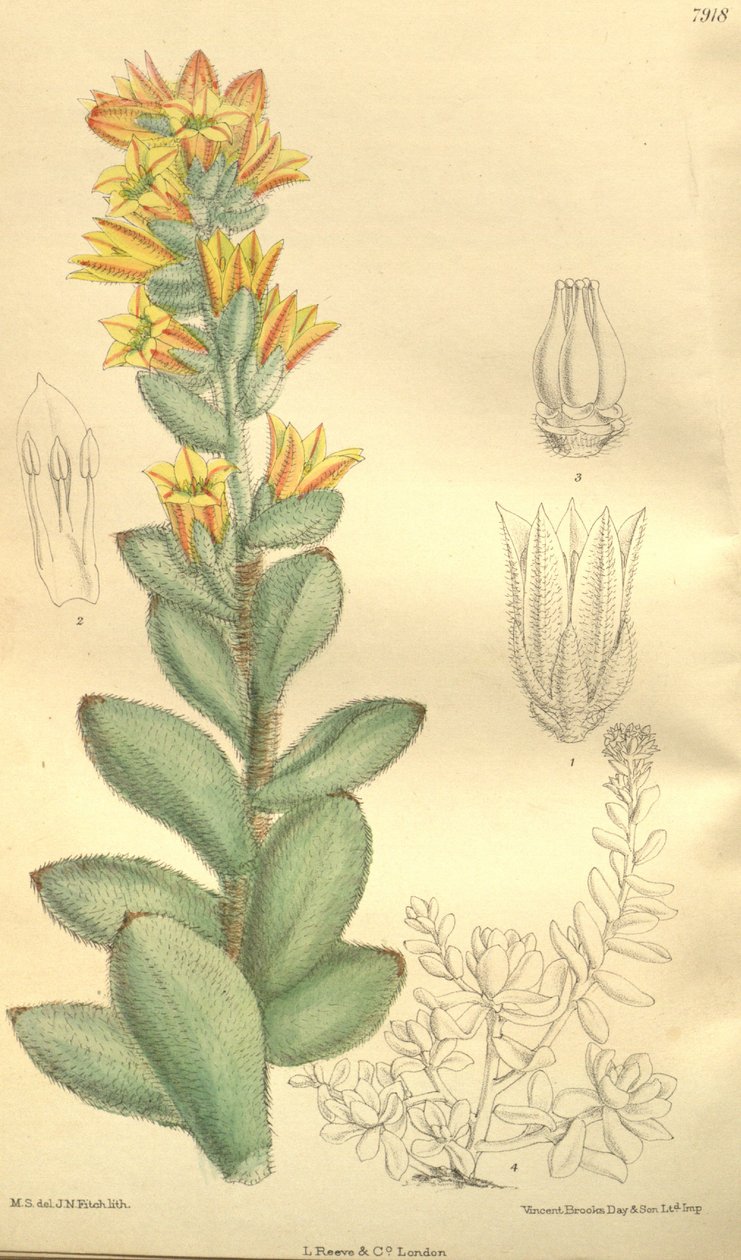 Echeveria pulvinata, mint Cotyledon pulvinata alkotó: Hooker f.