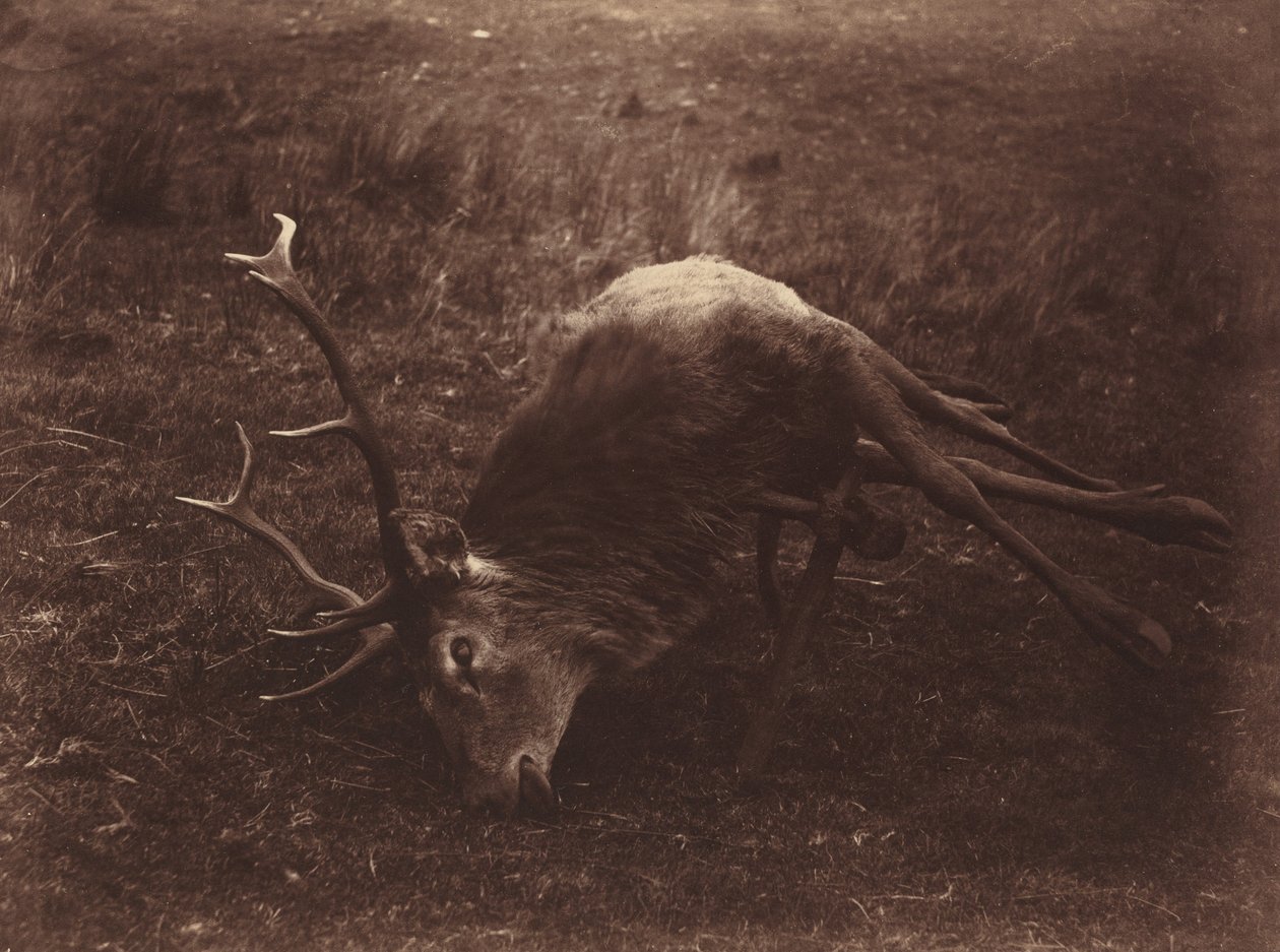 Halott szarvas,1857 (fotó) alkotó: Horatio Ross