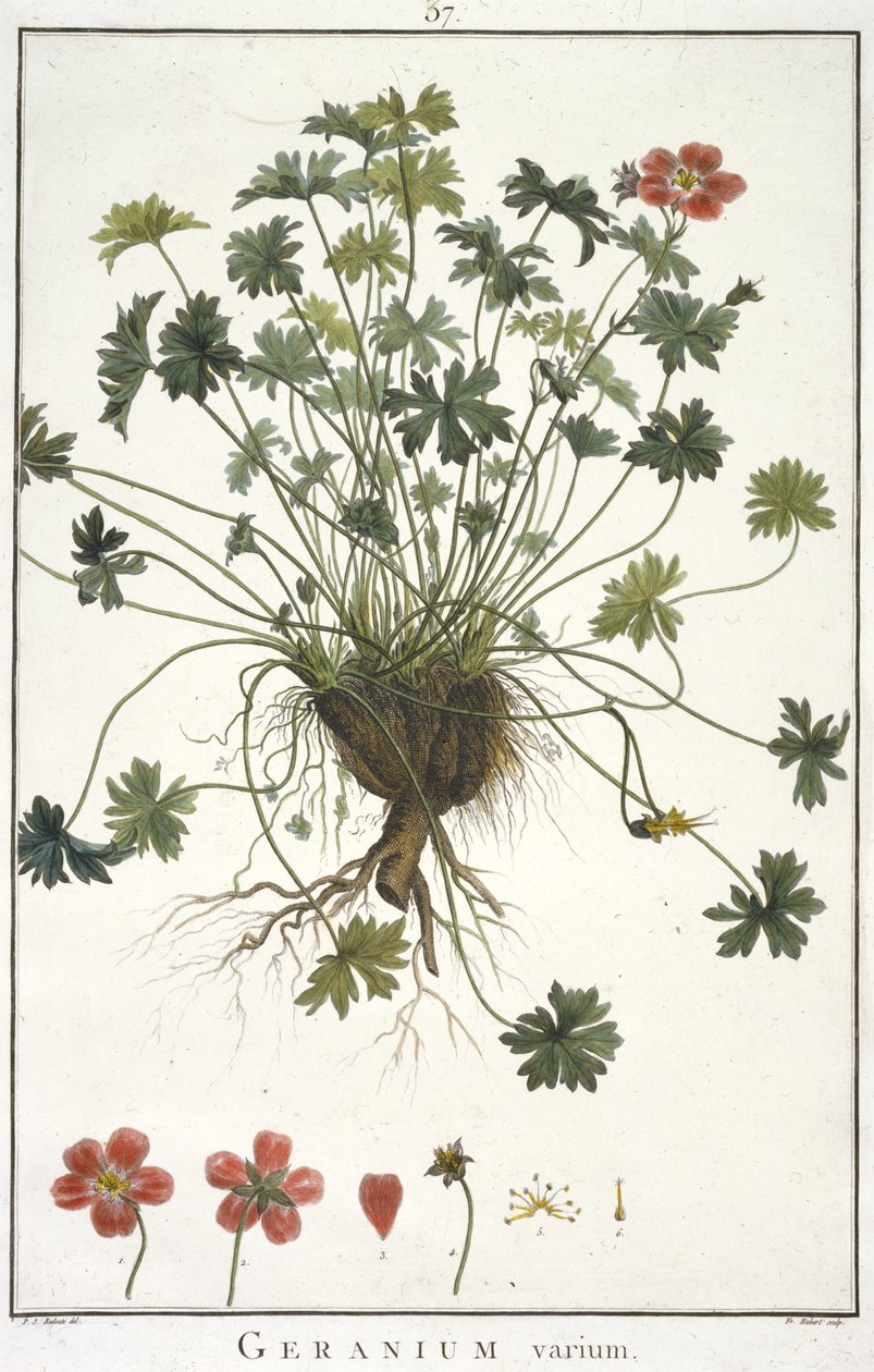 Geranium Varium, a geraniológiából, vagy Erodii, Pelargonii, Monsonia és Grieli történetéből, ikonokkal illusztrálva, 1787-1788 alkotó: Hubert Robert