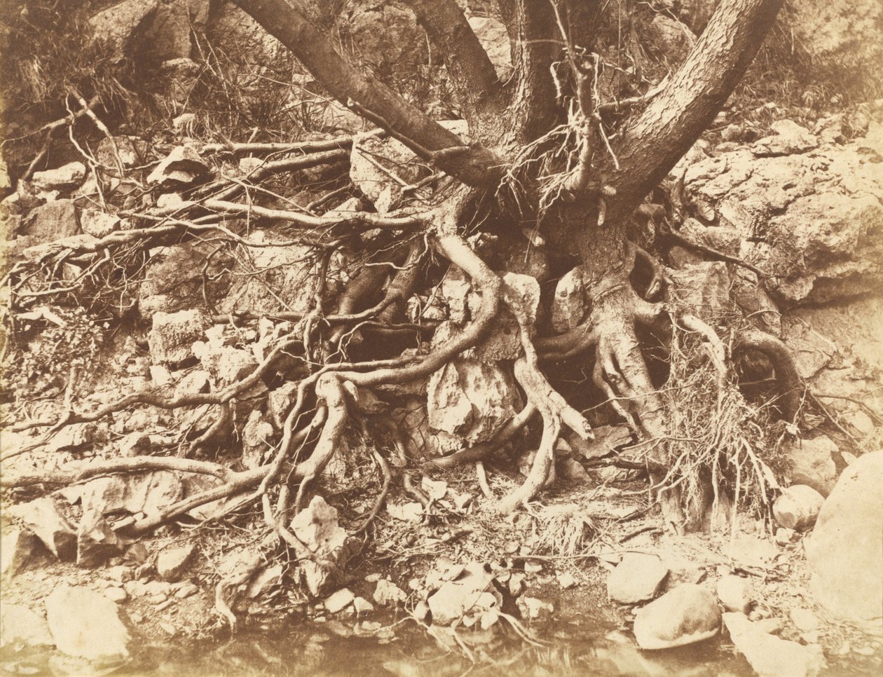 Fa gyökérgubancokkal,1853 (fotó) alkotó: Hugh Owen