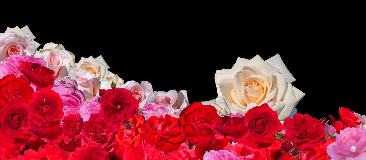ROSE DREAM 2 alkotó: Hugo Nefe