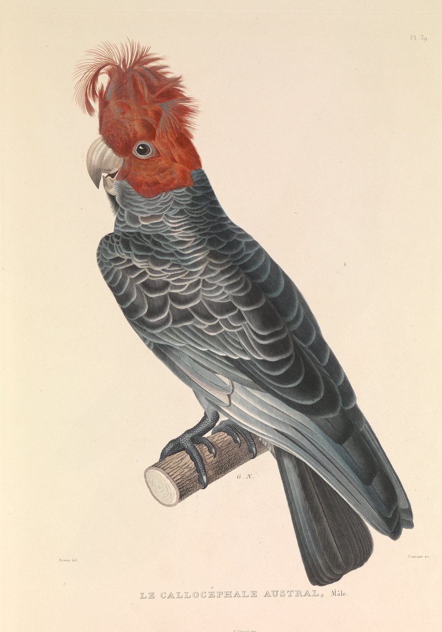 Az ausztrál Callicéphale alkotó: Hyacinthe Yves Philippe (1781 1846) Potentien