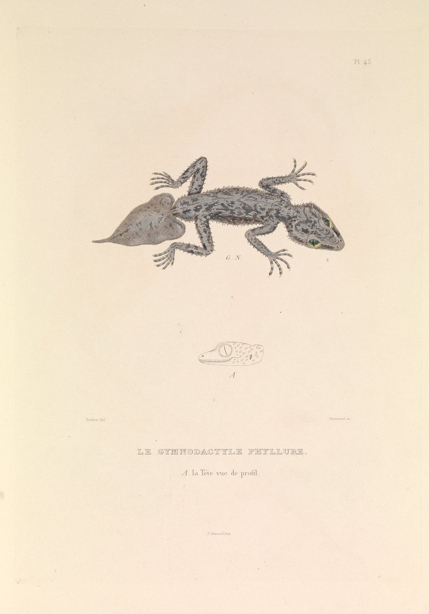 A Gymnodactyle Phyllure alkotó: Hyacinthe Yves Philippe (1781 1846) Potentien