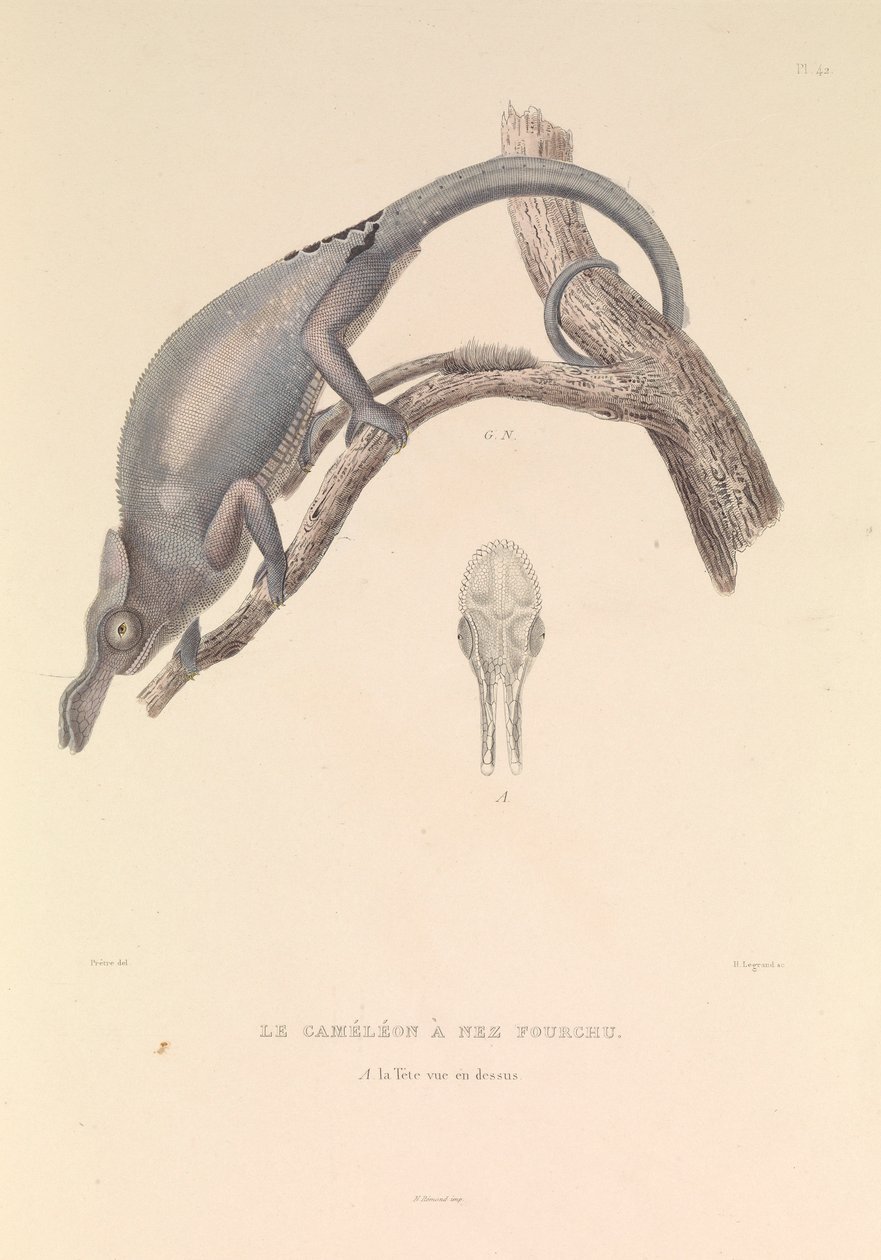 A villás orrú kaméleon
