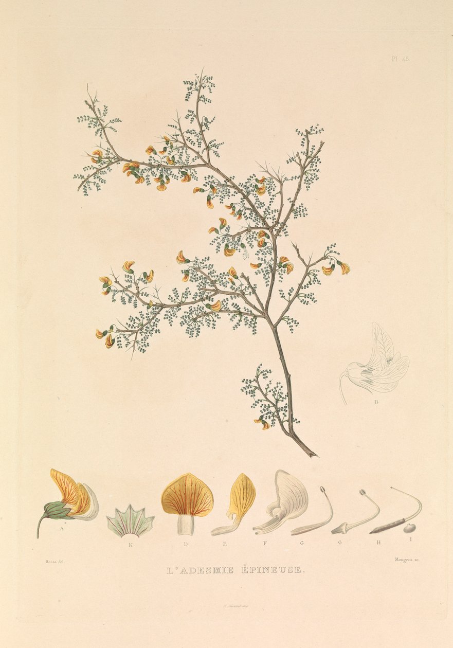Az "Adesmie Épineuse" (Tüskés Adesmia) alkotó: Hyacinthe Yves Philippe (1781 1846) Potentien