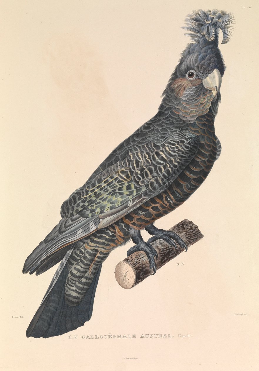 Az ausztrál Callicéphale alkotó: Hyacinthe Yves Philippe (1781 1846) Potentien