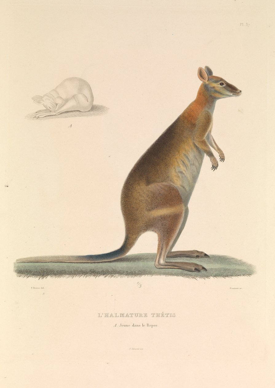 A félérett Thetis