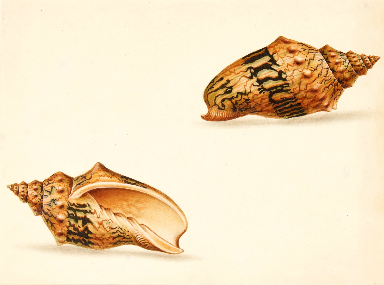 Shell-tanulmány (vegyes média) alkotó: Ignaz Von (manner of) Born