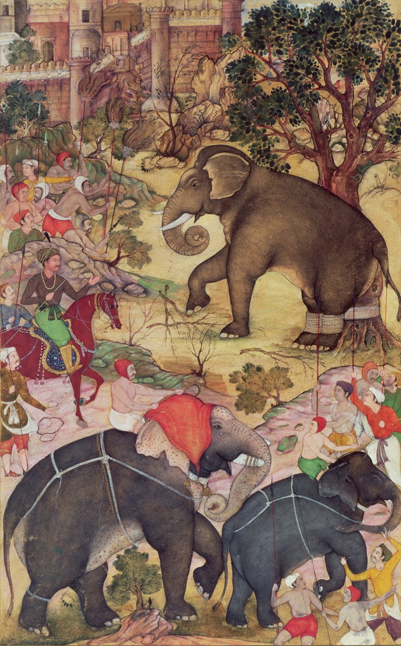 Akbar megvizsgálja a Malwa melletti csordából befogott vad elefántot, a moguli Akbarnamából, 1590-95 körül (átlátszatlan wc és arany papíron) alkotó: Indian School