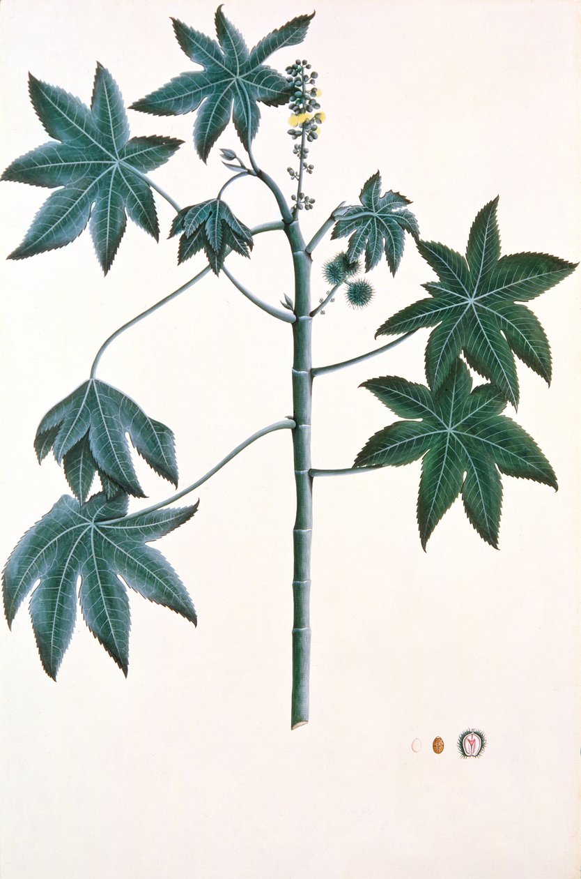 Ricinusolaj növény, 1801-1804 körül (guache és tinta papíron) alkotó: Indian School