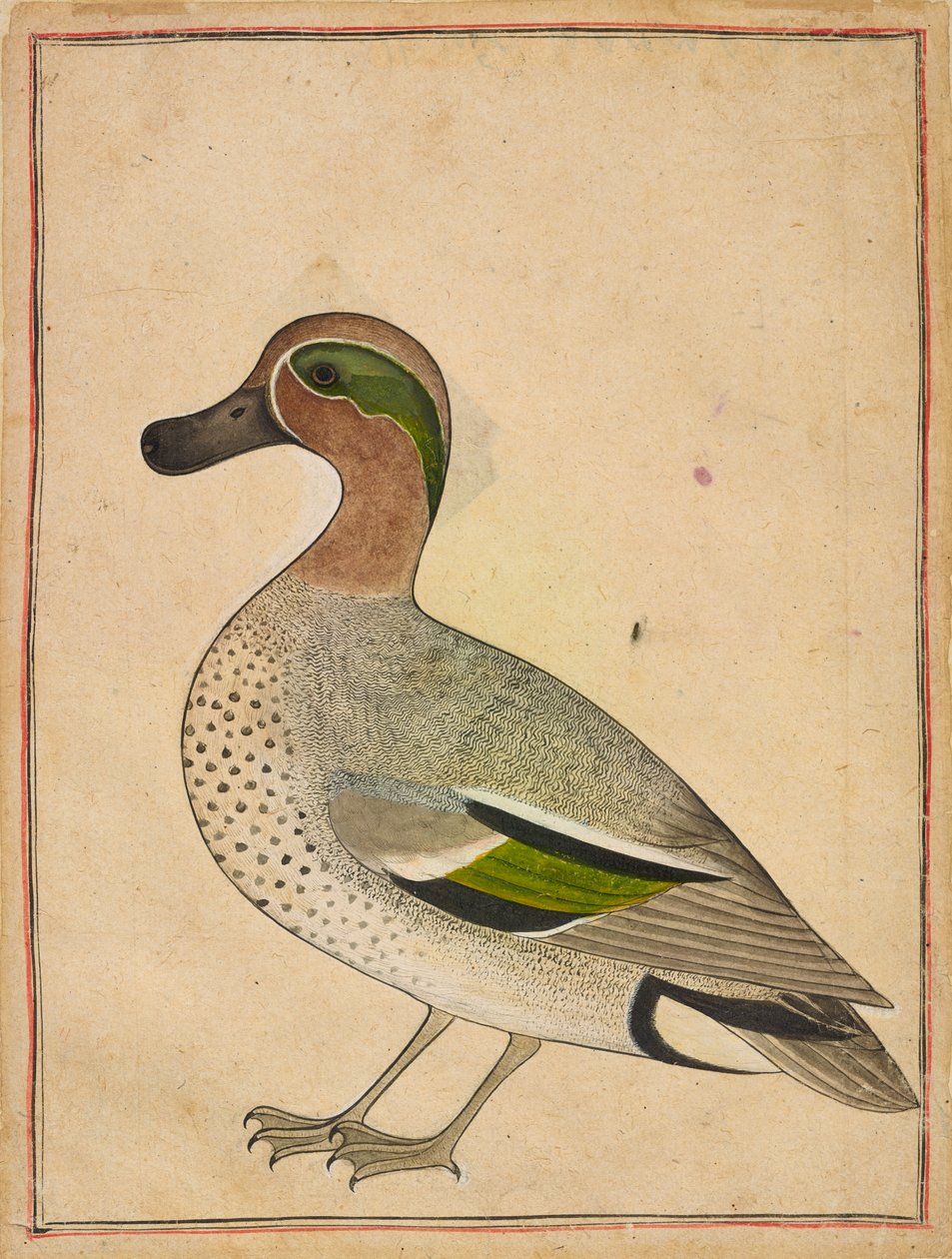 Zöldszárnyú kékeszöld, 1730 körül alkotó: Indian School