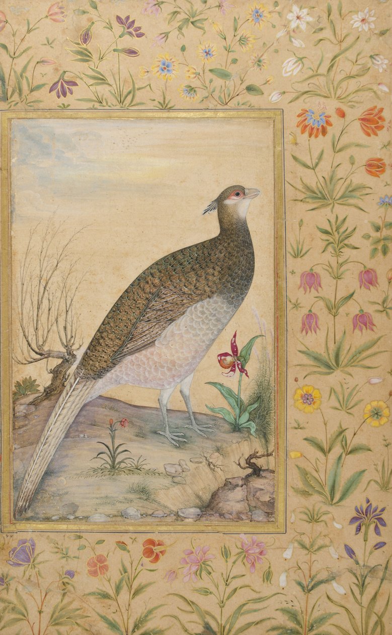Himalayan Cheer Fácán, 1620 körül, szegély 1635 körül (átlátszatlan wc és arany papíron) alkotó: Indian School