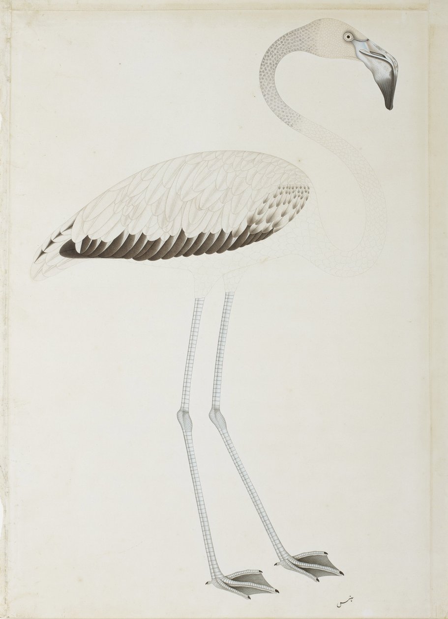 Egy flamingó, 1780 körül (papíron átlátszatlan wc) alkotó: Indian School