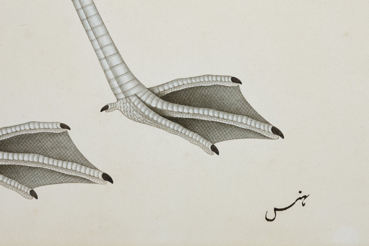 Flamingó, részlet, 1780 körül (átlátszatlan wc papíron) alkotó: Indian School
