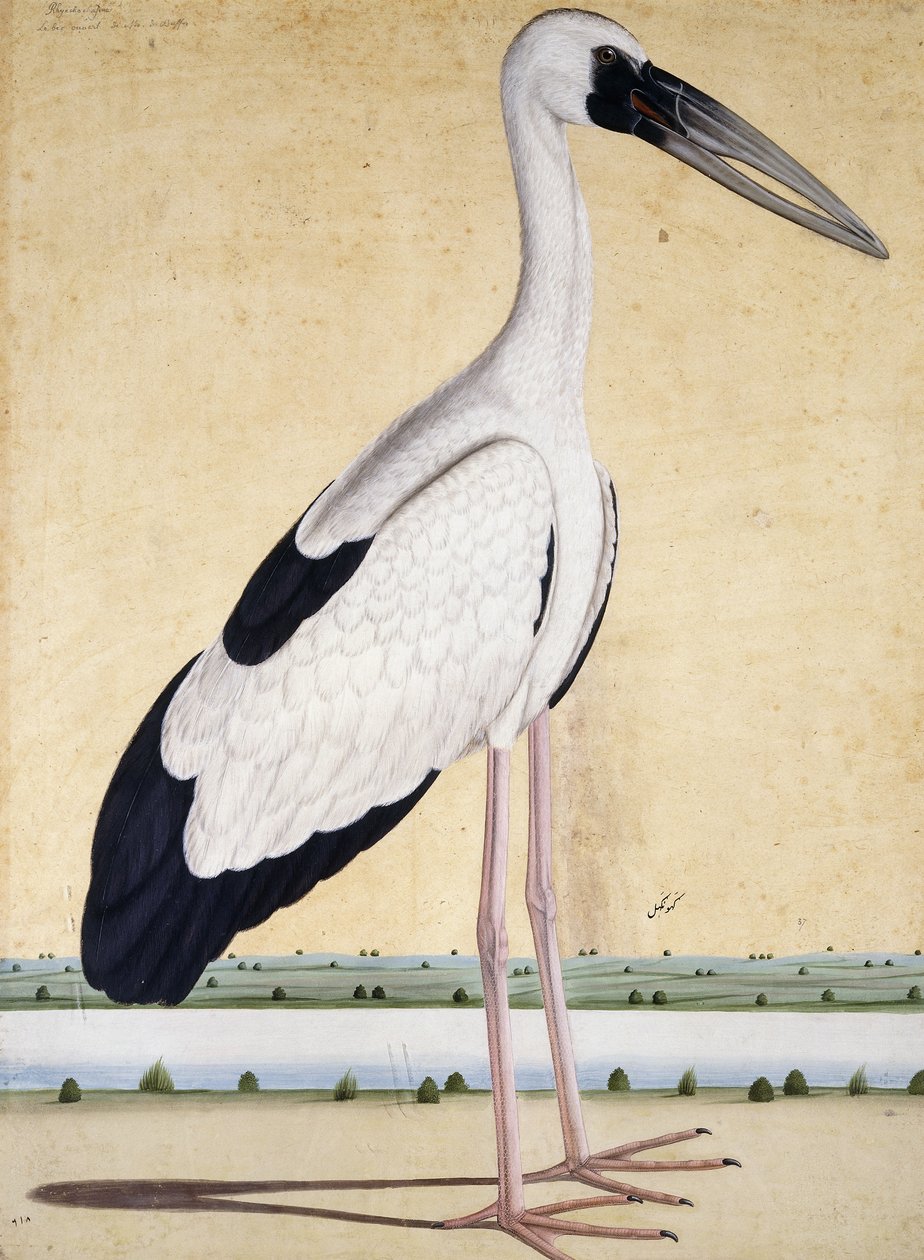 Nyitottcsőrű gólya, c. 1780 alkotó: Indian School