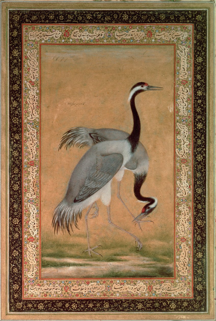 Daruk, Mansur, Jahangir időszak, Mogulok alkotó: Indian School