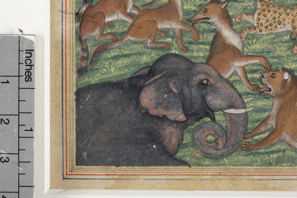 Részlet a Sakálból, aki királynak kiáltotta ki magát, 1560-65 körül (átlátszatlan wc és arany papíron) alkotó: Indian School