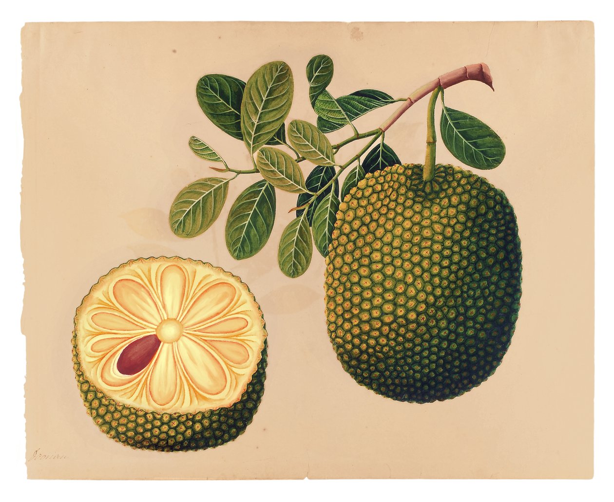 Durian gyümölcs és lomb, 1815 körül (átlátszatlan wc papíron) alkotó: Indian School