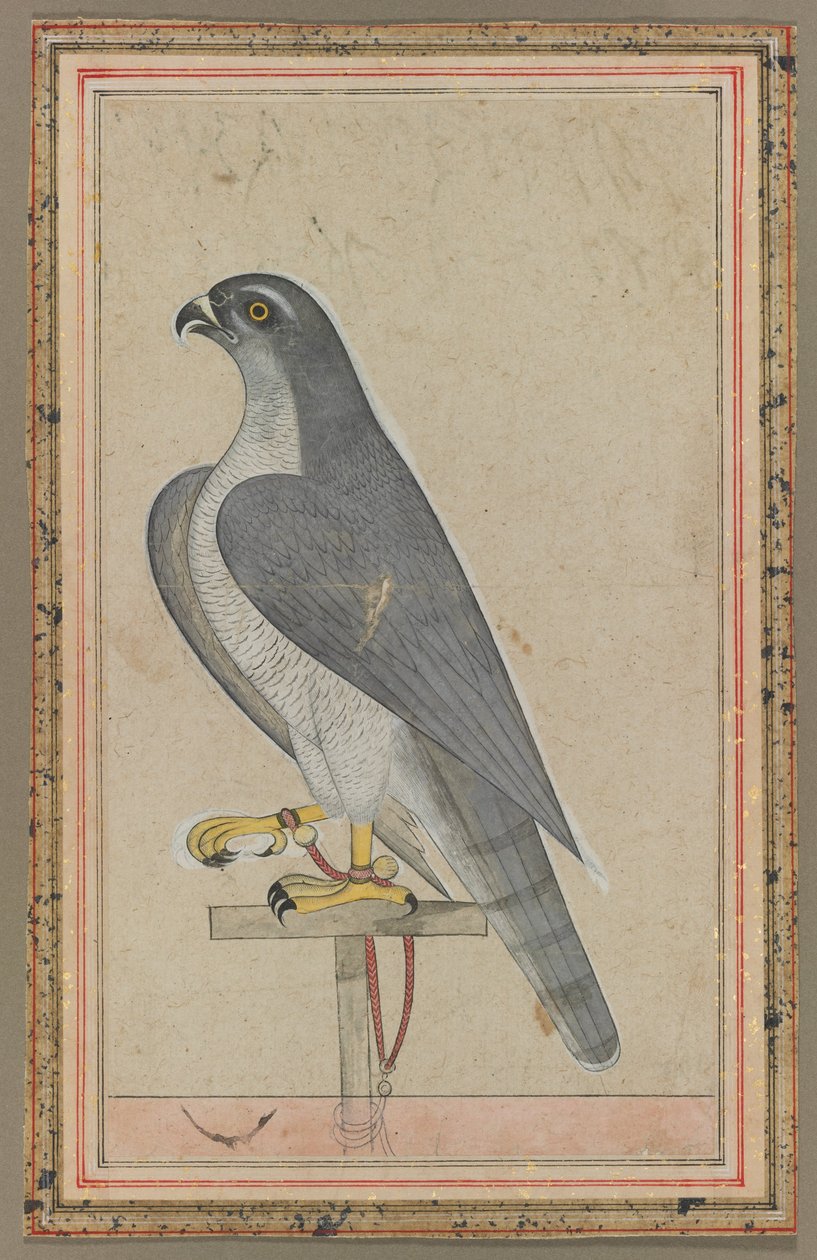 Sólyom, 1770 körül (fedetlen akvarell, papír) alkotó: Indian School