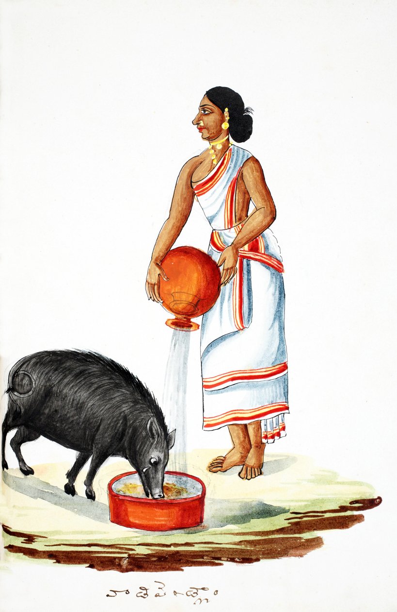 Vadmalac etetése (wc papíron) alkotó: Indian School