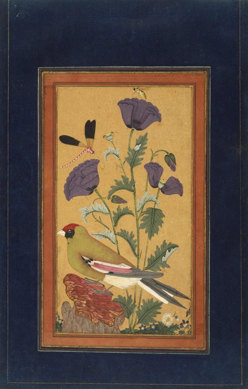 Pinty, pipacsok, szitakötő és méhecske, 1650-70 (átlátszatlan wc és arany papíron) alkotó: Indian School