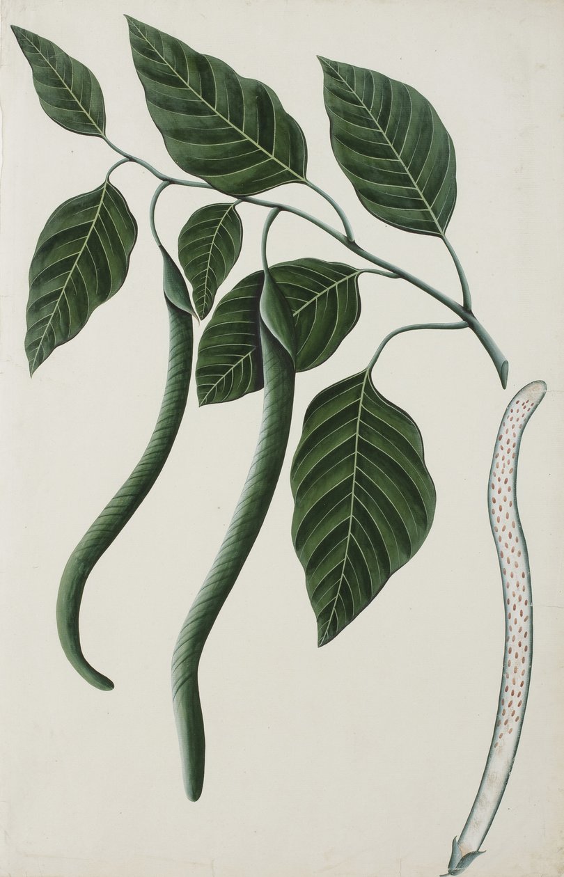 Az egyik Bignoniaceae termése és levelei, 1785-89 (papíron átlátszatlan wc) alkotó: Indian School
