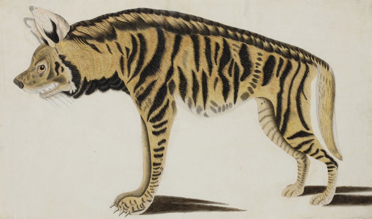 Hiéna, 1794 után (papíron átlátszatlan wc) alkotó: Indian School
