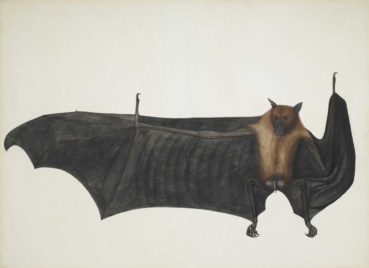 Indiai repülő róka, más néven nagy indiai gyümölcs denevér, Pteropus Giganteus, c1800. alkotó: Indian School
