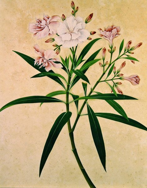 Oleander, 1840 körül (gouache) alkotó: Indian School